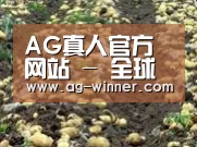种植基地八(图1)