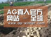 种植基地八