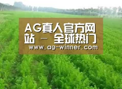 种植基地四